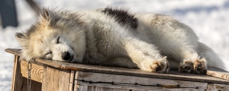 Maintenez votre chien en bonne santé - Soins et Hygiène pour chien actif