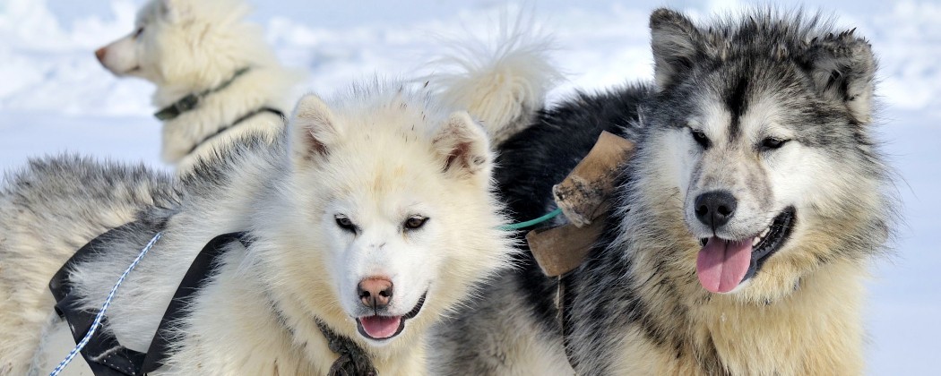 Alimentation pour Chien - Chien Sportif et Actif - Chien de Travail