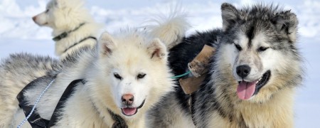 Alimentation pour Chien - Chien Sportif et Actif - Chien de Travail