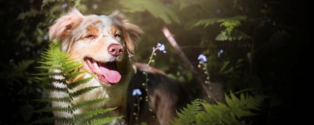 Boucleries plastiques robustes pour toutes vos activités canines