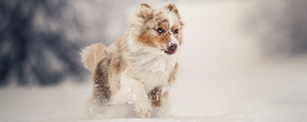 Exprimez votre passion pour les chiens de sport et traîneau avec nos stickers