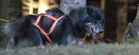 Harnais de traction chien pour la pratique du canicross