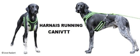 Harnais running chien pour la pratique du canicross