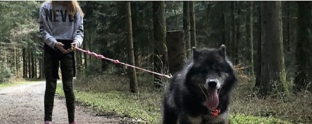 Laisse canicross pour chien avec amortisseur - Laisse sport canin