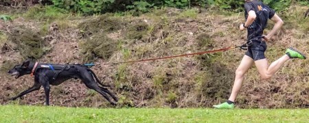Baudrier pour la pratique du canicross - Loisir et compétition