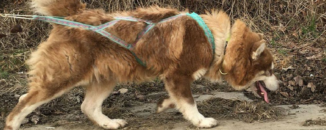 Harnais de traction chien pour le Cani-VTT et la Cani-Trottinette