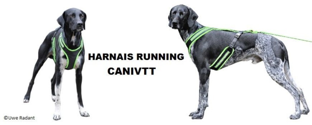 Harnais running chien pour la pratique du cani-VTT et de la cani-Trottinette