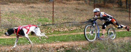 Laisse cani-VTT un chien avec amortisseur - Laisse sport canin