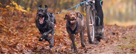 Laisse cani-VTT deux chiens avec amortisseur - Laisse sport canin