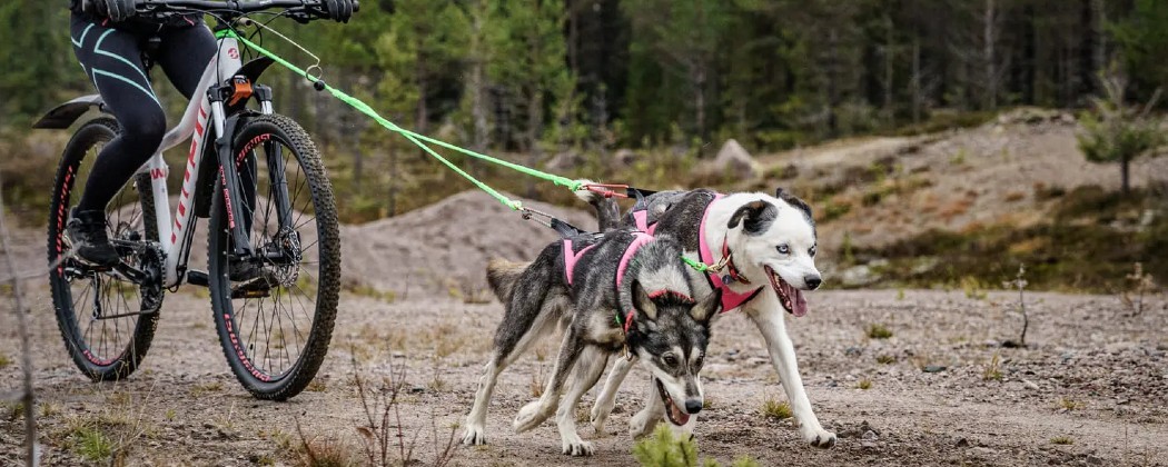 Barre de traction cani-VTT: Une barre utile pour votre sécurité avant tout !