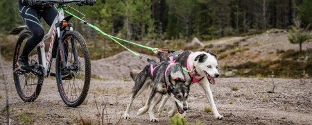 Barre de traction cani-VTT: Une barre utile pour votre sécurité avant tout !