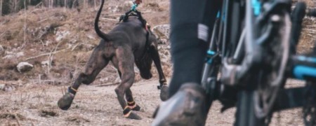 Bottines pour chien pour la pratique du cani-VTT - Protection des pattes