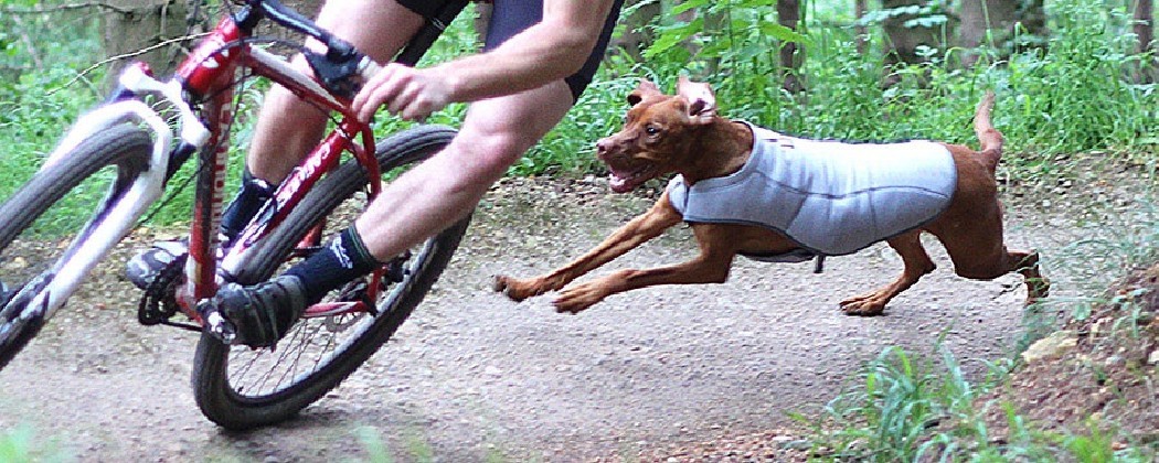 Manteau pour chien pour la pratique du cani-VTT