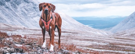 Harnais pour la randonnée avec son chien: Cani-Rando et Cani-Marche