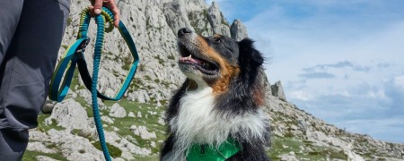 Laisse cani-rando pour chien avec amortisseur - Laisse sport canin