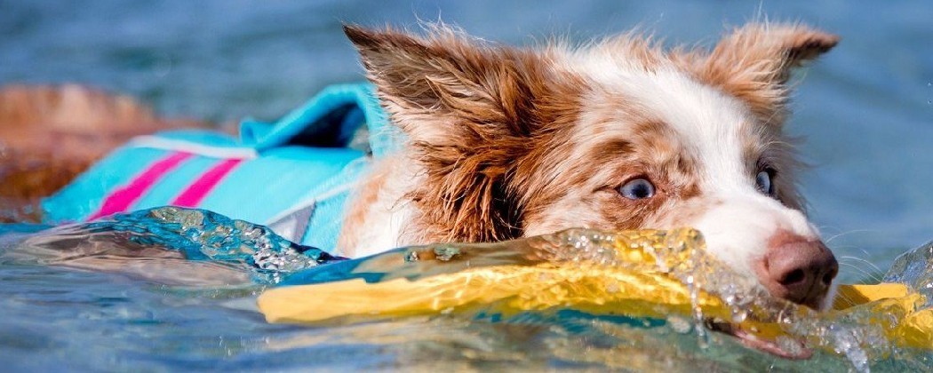 Un gilet de sauvetage pour la sécurité de votre chien !