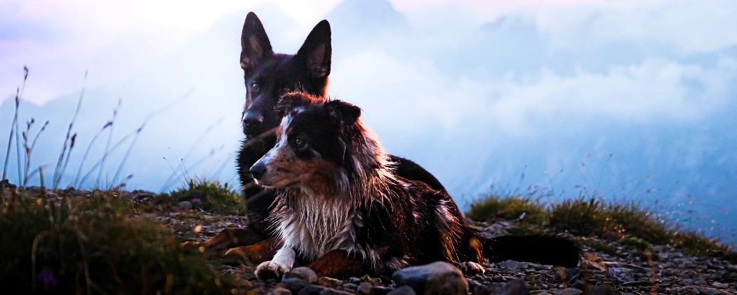 Bottines pour la randonnée avec son chien - Cani-rando - Protection patte