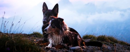 Bottines pour la randonnée avec son chien - Cani-rando - Protection patte