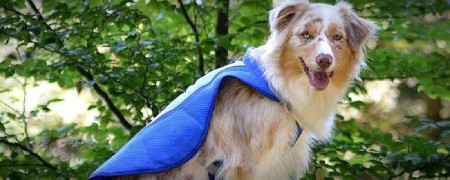 Manteau pour la randonnée avec son chien - Cani-Rando