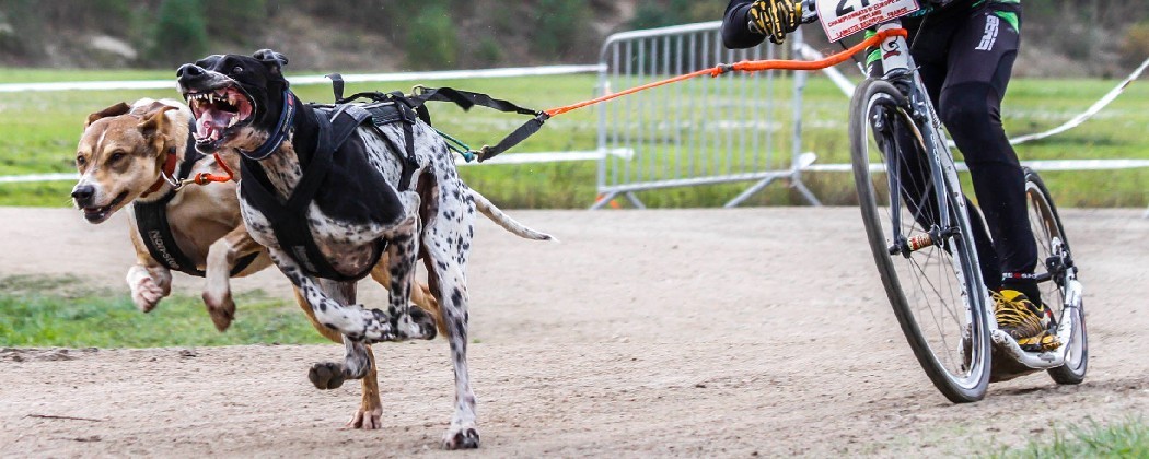 Vivez des aventures en plein air avec votre chien grâce à la cani-trottinette.