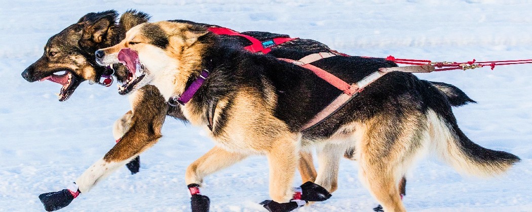 Harnais de traction chien de traîneau pour la pratique du mushing