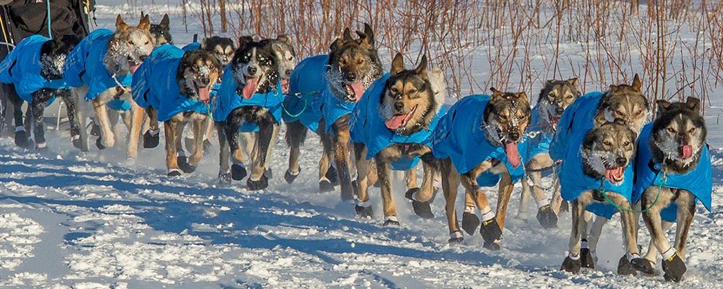 Manteau Chien de Traîneau : Confort et Chaleur en Conditions Extrêmes