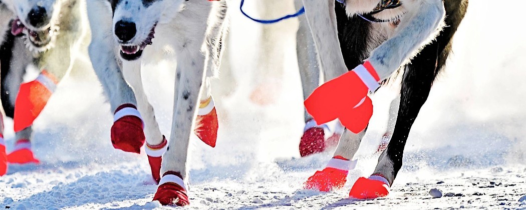 Booties chien de traîneau pour le mushing - Protection des pattes
