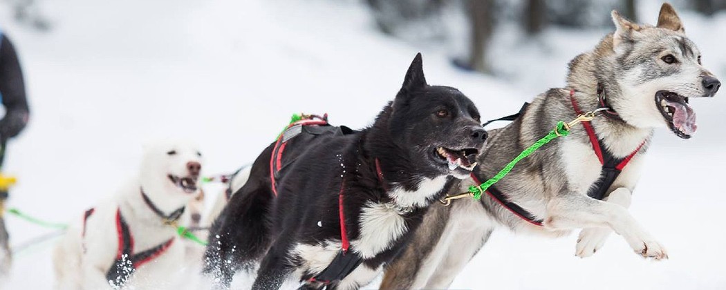 Ligne de trait en corde creuse pour chien de traineau - Mushing - Kart