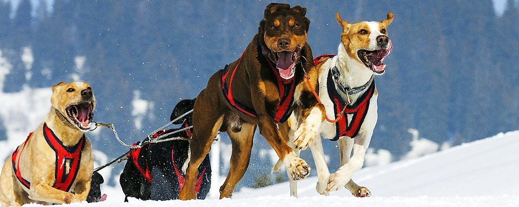 Ligne de trait en corde creuse cablée pour chien de traineau - Mushing