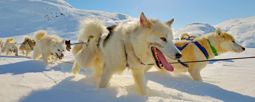 Ligne de trait en corde polyester cablée pour chien de traineau