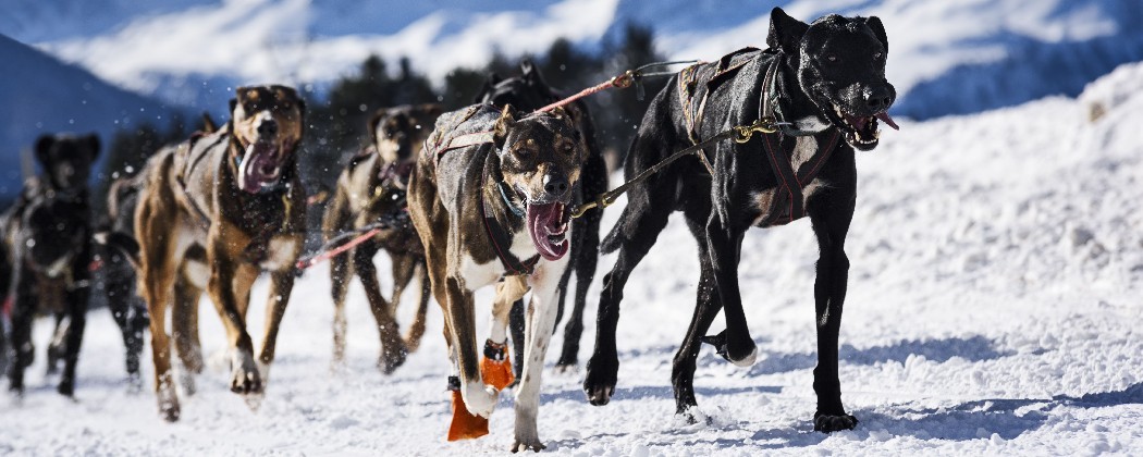 Ligne de trait Dyneema pour chien de traineau - Mushing - Kart