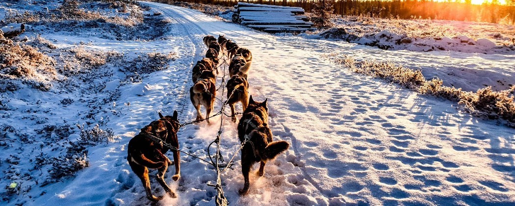 Ligne de trait en corde creuse câblée avec stick pour chien de traîneau