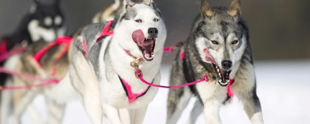 Matériel de sécurité pour traineau à chien (ligne de vie, dragonne, …)