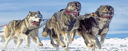 Pièces détachées pour traineau à chien