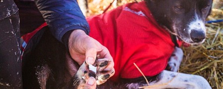 Soins des pattes du chien - Protection des coussinets du chien