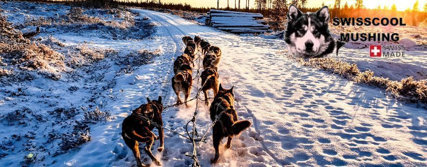 Swisscool Mushing