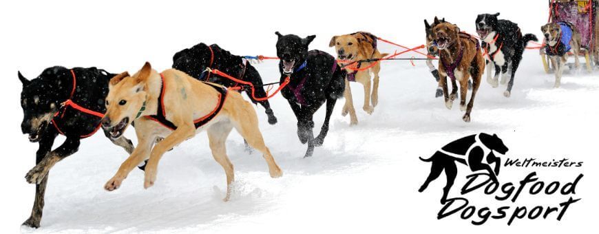 Weltmeisters Dogfood Dogsport