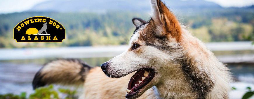 Howling Dog Alaska