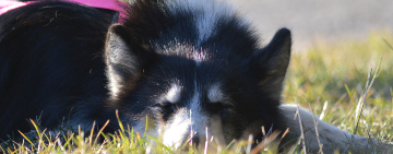 chien eskimo du canada - Shasta