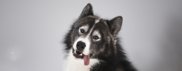 chien eskimo du canada - taimac