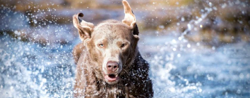 chien courant dans l'eau