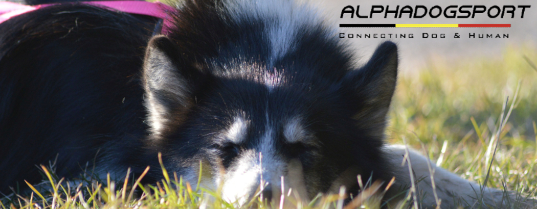 Alphadogsport - canicross - canivtt - mushing