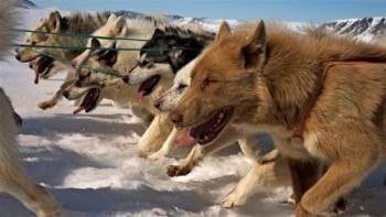 attelage swisscool mushing