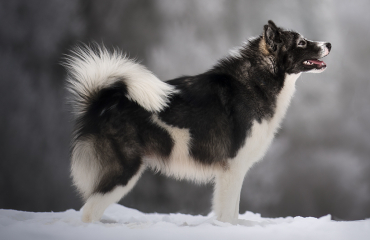 taimac - mushing - attelage chien - traineau