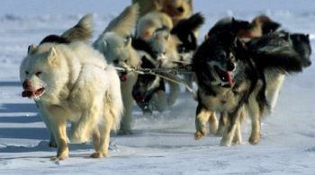 canadian-eskimo-dog.jpg