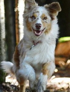 berger australien - Layka