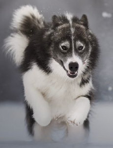 chien eskimo du canada