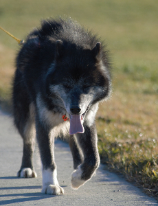 chien eskimo du canada - Tchulak