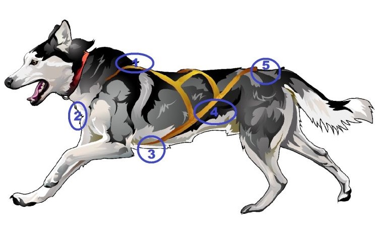 Bien choisir son harnais - canicross - mushing - Vérification du harnais en 5 points