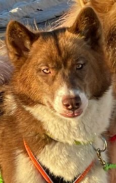 harnais traction x-back - harnais Musher Takotna - canicross